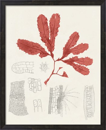 Framed Vintage Coral Study II Print