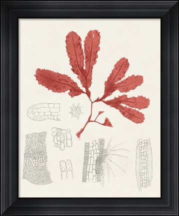 Framed Vintage Coral Study II Print