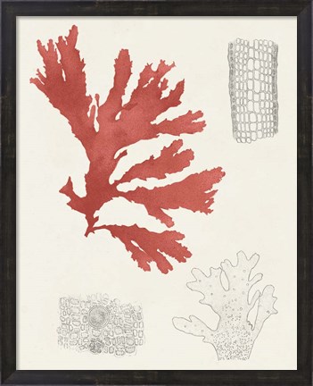 Framed Vintage Coral Study III Print