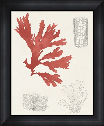 Framed Vintage Coral Study III Print