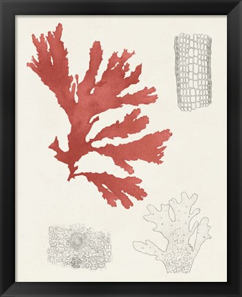 Framed Vintage Coral Study III Print