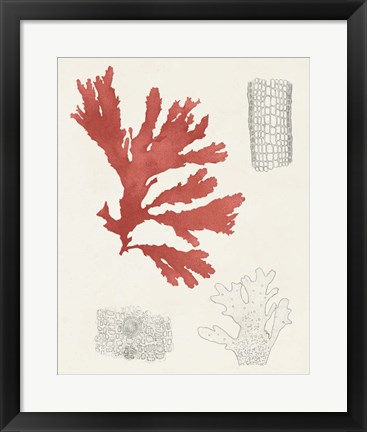 Framed Vintage Coral Study III Print