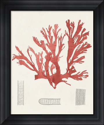 Framed Vintage Coral Study IV Print