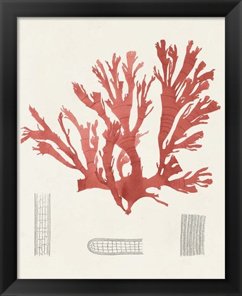 Framed Vintage Coral Study IV Print