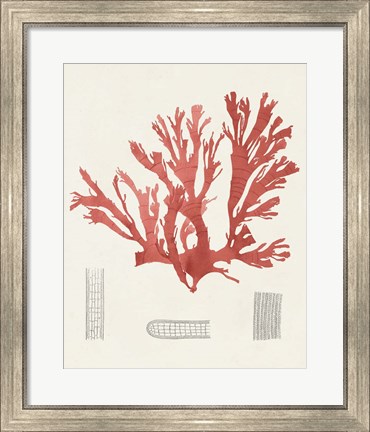 Framed Vintage Coral Study IV Print
