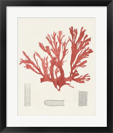 Framed Vintage Coral Study IV Print
