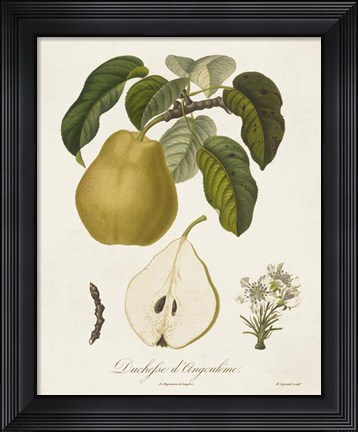 Framed Vintage Pears I Print