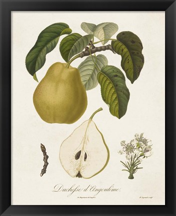 Framed Vintage Pears I Print