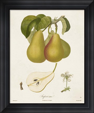Framed Vintage Pears V Print