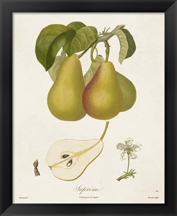 Framed Vintage Pears V Print