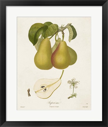 Framed Vintage Pears V Print