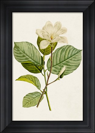 Framed Magnolia Flowers I Print