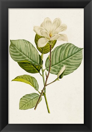 Framed Magnolia Flowers I Print
