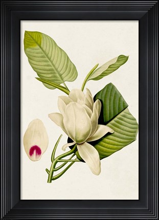 Framed Magnolia Flowers II Print