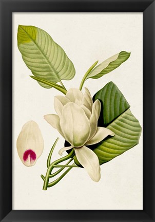 Framed Magnolia Flowers II Print