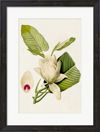 Framed Magnolia Flowers II Print