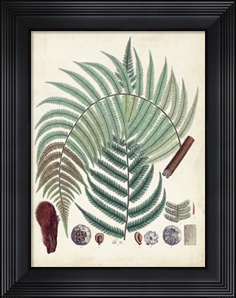 Framed Collected Ferns I Print