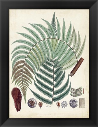 Framed Collected Ferns I Print