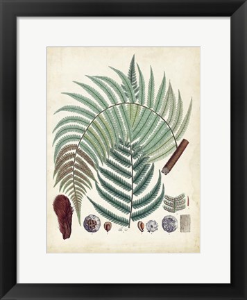 Framed Collected Ferns I Print