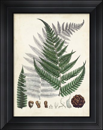 Framed Collected Ferns II Print