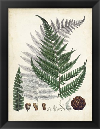 Framed Collected Ferns II Print