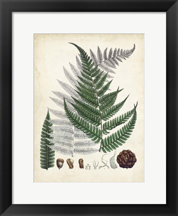Framed Collected Ferns II Print