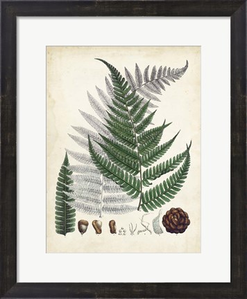Framed Collected Ferns II Print