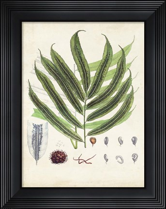 Framed Collected Ferns III Print