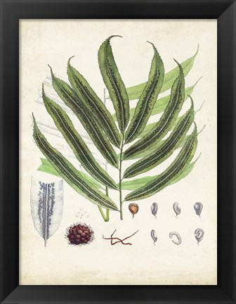 Framed Collected Ferns III Print