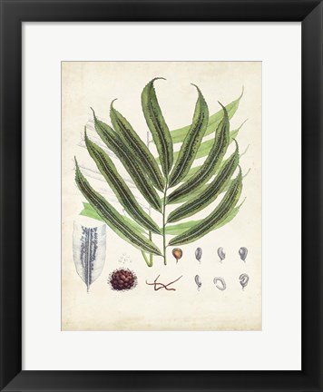 Framed Collected Ferns III Print