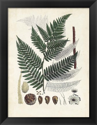 Framed Collected Ferns IV Print