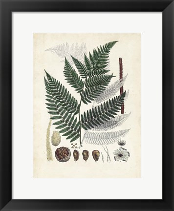 Framed Collected Ferns IV Print