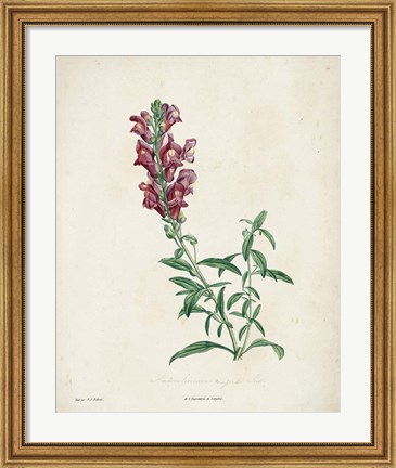 Framed Traditional Botanical I Print