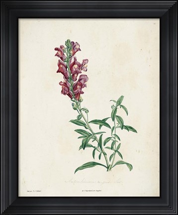 Framed Traditional Botanical I Print
