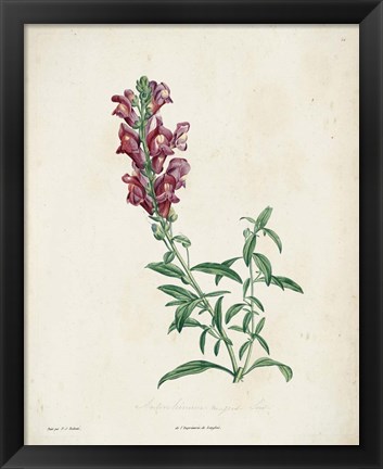 Framed Traditional Botanical I Print