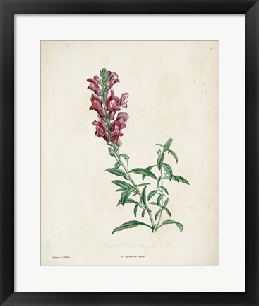 Framed Traditional Botanical I Print