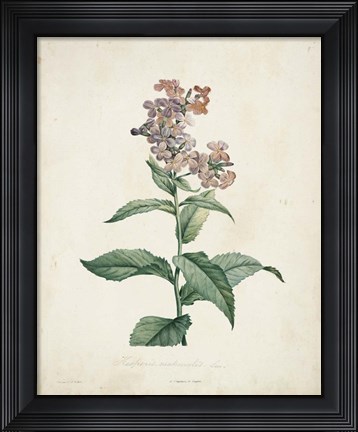 Framed Traditional Botanical II Print