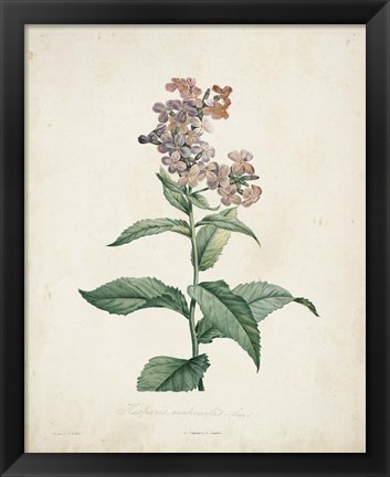 Framed Traditional Botanical II Print