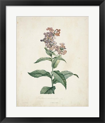 Framed Traditional Botanical II Print