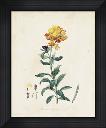 Framed Traditional Botanical III Print