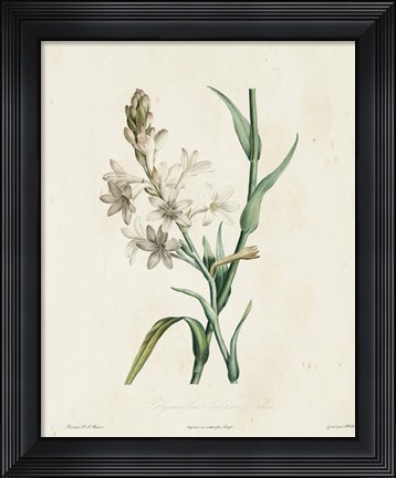 Framed Traditional Botanical IV Print