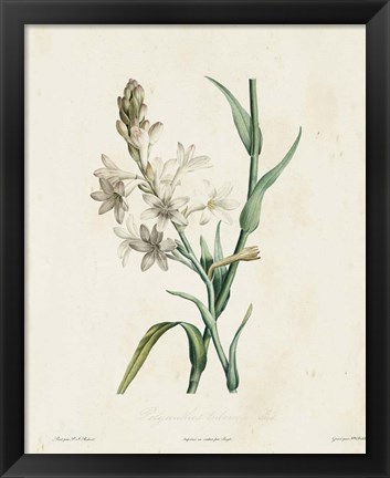 Framed Traditional Botanical IV Print