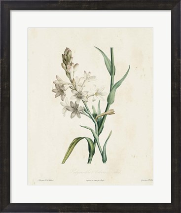 Framed Traditional Botanical IV Print