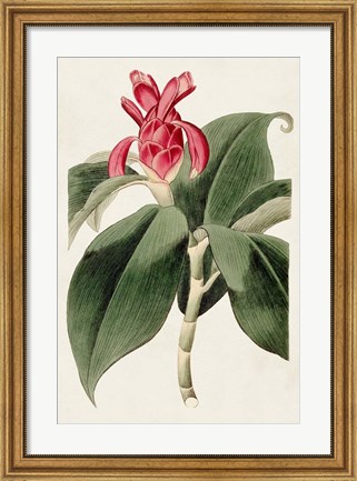 Framed Flora of the Tropics I Print