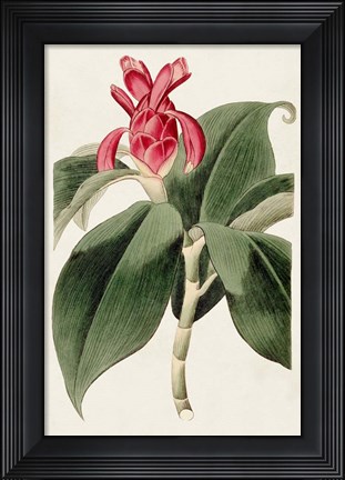 Framed Flora of the Tropics I Print
