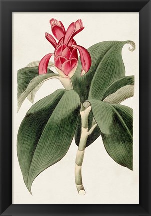 Framed Flora of the Tropics I Print