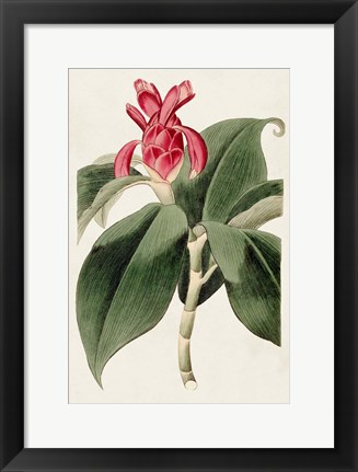 Framed Flora of the Tropics I Print