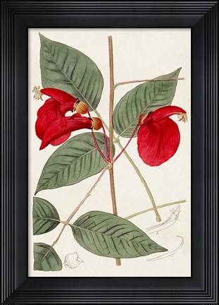 Framed Flora of the Tropics II Print