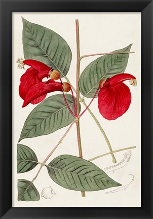 Framed Flora of the Tropics II Print