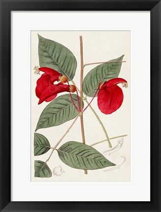 Framed Flora of the Tropics II Print